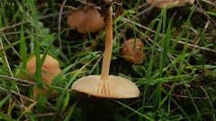 Marasmius oreades