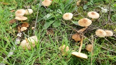 Marasmius oreades