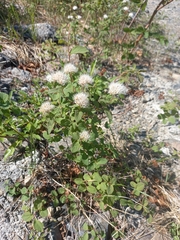 Spiraea stevenii