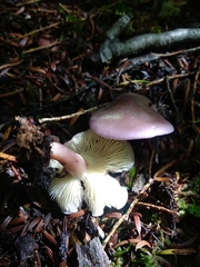 Calocybe ionides