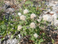 Spiraea stevenii