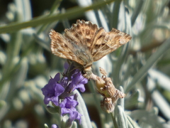 Carcharodus