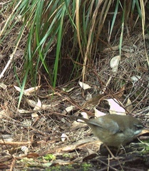Sericornis maculatus