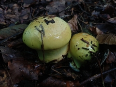 Calonarius