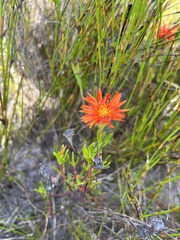 Lampranthus