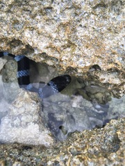 Laticauda laticaudata