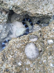 Laticauda laticaudata
