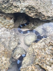 Laticauda laticaudata