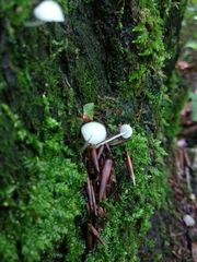 Phloeomana alba