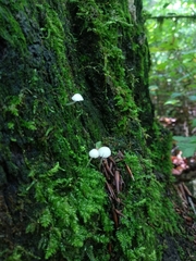 Phloeomana alba