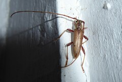 Eburida quadriguttata