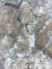 Laticauda saintgironsi