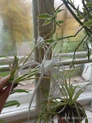 Hymenocallis speciosa