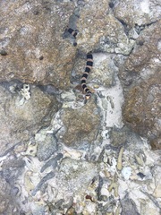 Laticauda saintgironsi