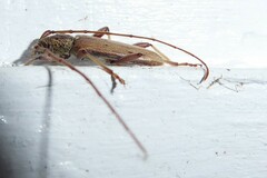 Eburida quadriguttata