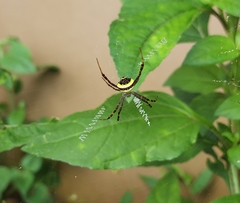 Argiope