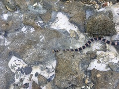 Laticauda saintgironsi