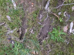 Macropus fuliginosus