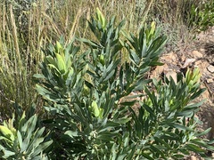 Protea neriifolia