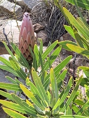 Protea neriifolia