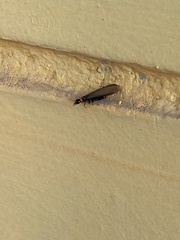 Kalotermitidae