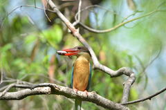 Pelargopsis capensis