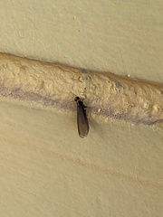 Kalotermitidae