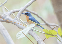 Cyornis tickelliae