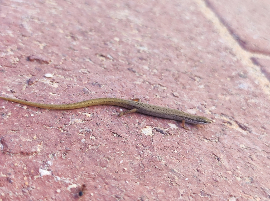 Western Dwarf Skink
