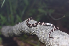 Lycodon futsingensis