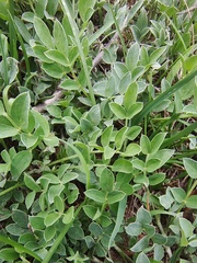Astragalus scaberrimus