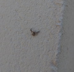 Misumenoides athleticus