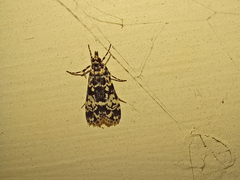 Scoparia exhibitalis