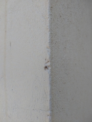 Misumenoides athleticus