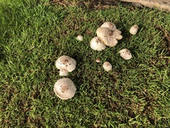 Chlorophyllum molybdites