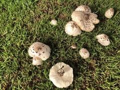 Chlorophyllum molybdites