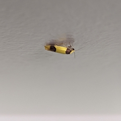 Heterallactis microchrysa