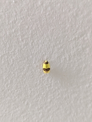 Heterallactis microchrysa