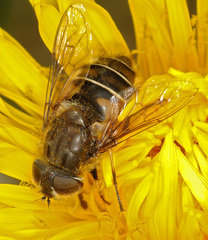 Eristalis croceimaculata