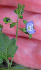 Veronica plebeia
