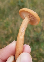 Lactarius aurantiacus