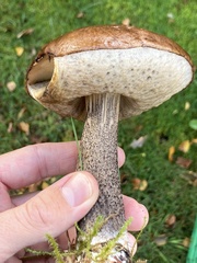 Leccinum scabrum