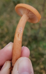 Lactarius aurantiacus