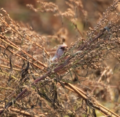 Carpodacus sibiricus