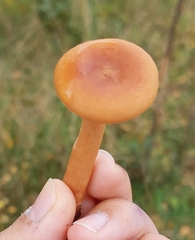 Lactarius aurantiacus