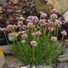 Armeria curvifolia - Photo (c) wp-polzin, some rights reserved (CC BY-NC)
