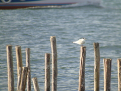 Sterna hirundo