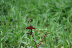 Neurothemis fulvia