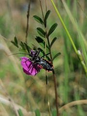 Rhynocoris tristis