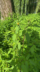 Bidens frondosa
